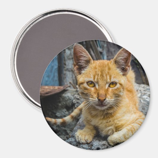 Golden Eyes Magnet (Vorderseite/Rückseite)