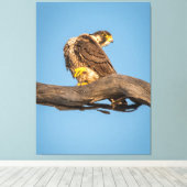 Golden Falcon at Rest Leinwanddruck (Insitu (Holzboden))