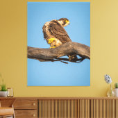 Golden Falcon at Rest Leinwanddruck (Insitu (Wohnzimmer))