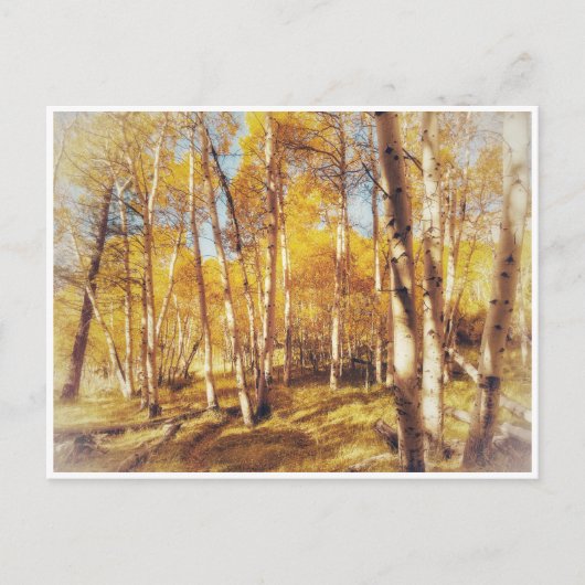Golden Fall Foliage Forest Landschaft Postkarte (Vorderseite)