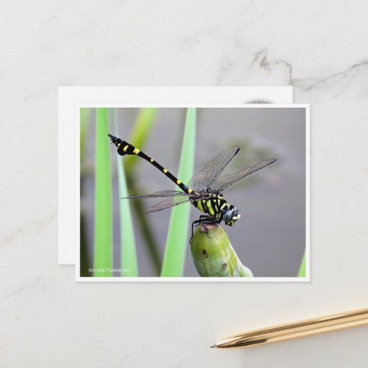 Golden Flangetail ポストカード Postkarte (Vorderseite/Rückseite Beispiel)