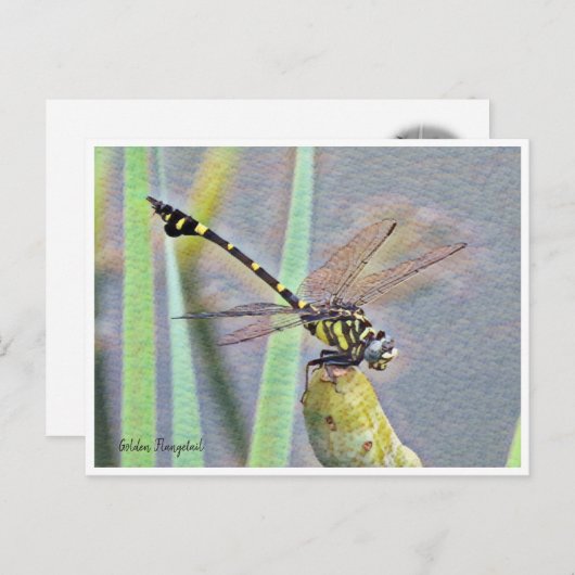 Golden Flangetail Postkarte (Vorne/Hinten)