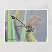 Golden Flangetail Postkarte (Vorderseite)