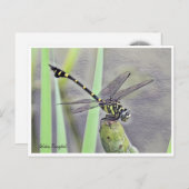 Golden Flangetail Postkarte (Vorne/Hinten)