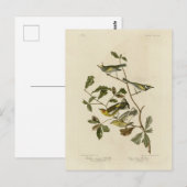 Golden-Flügel & Cape-May-Warblers, Audubons Vögel Postkarte (Vorne/Hinten)