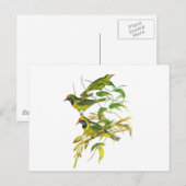 Golden-Fronted Leafbird Postkarte (Vorne/Hinten)
