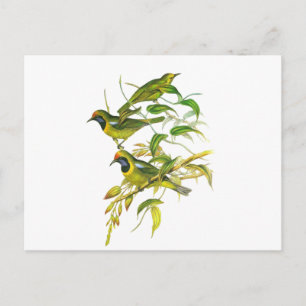 Golden-Fronted Leafbird Postkarte