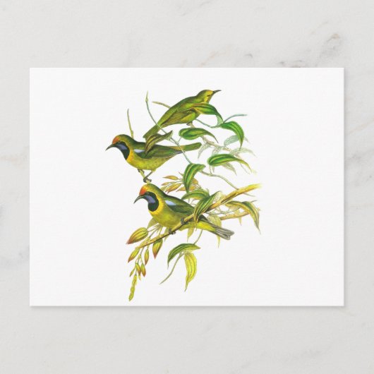 Golden-Fronted Leafbird Postkarte (Vorderseite)