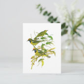 Golden-Fronted Leafbird Postkarte (Stehend Vorderseite)