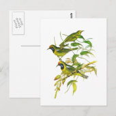 Golden-Fronted Leafbird Postkarte (Vorne/Hinten)