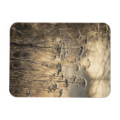 Golden Frosty Morning Flämische Landschaft Magnet (Horizontal)