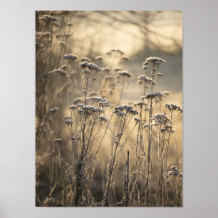 Golden Frosty Morning Flämische Landschaft Poster