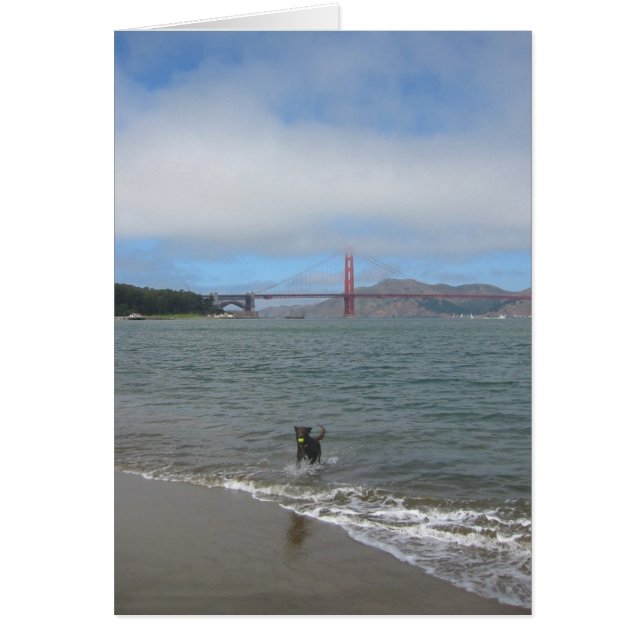 Golden gate bridge Jake (Vorne)