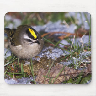 Golden-gekrönte Kinglet Mousepad