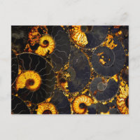 Golden Gelb Fossil Nautilus