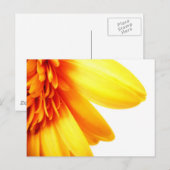 Golden Gerbera Postkarte (Vorne/Hinten)