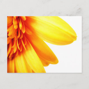 Golden Gerbera Postkarte