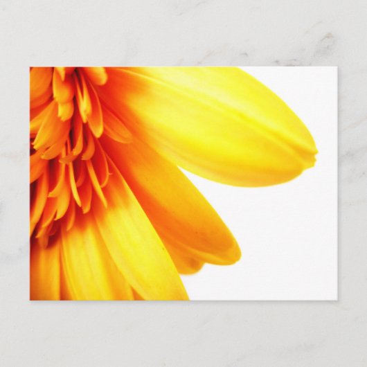 Golden Gerbera Postkarte (Vorderseite)