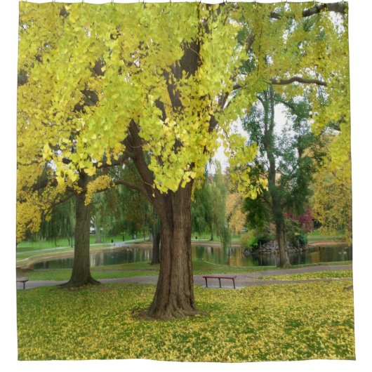Golden Gingko Tree im Herbst Duschvorhang (Vorderseite)