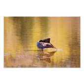 Golden Goose Fotodruck (Vorne)