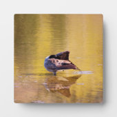 Golden Goose Fotoplatte (Vorderseite)