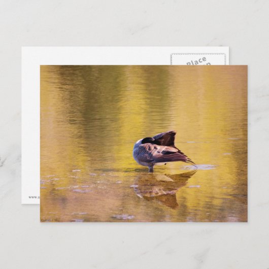 Golden Goose Postkarte (Vorne/Hinten)