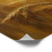 Golden Harvest Weizen Field Poster (Ecke)