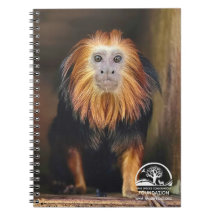 Golden Headed Lion Tamarin