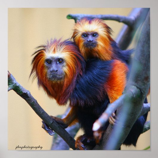 Golden Headed Lion Tamarin Poster (Vorne)