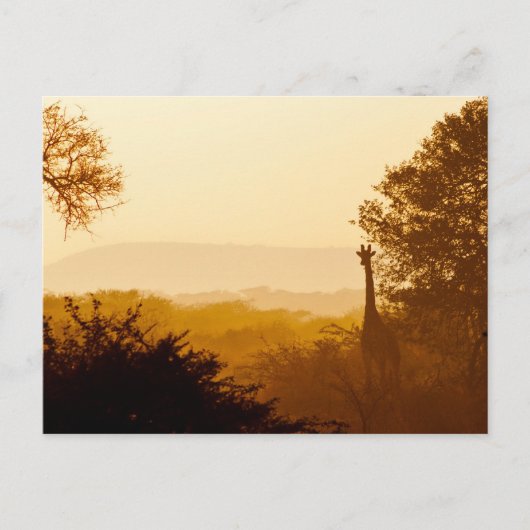 Golden Hour Giraffe Postkarte (Vorderseite)