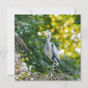 Golden Hour Gray Heron