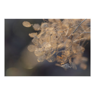 Golden Hydrangea Blume Winter Poster
