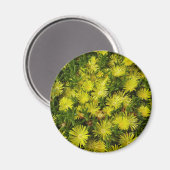 Golden Ice Pflanze Gelbe Blumen Magnet (Vorderseite/Rückseite)