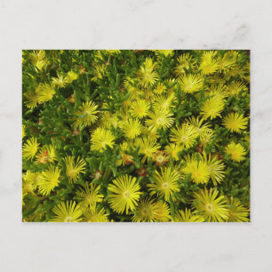 Golden Ice Pflanze Gelbe Blumen Postkarte