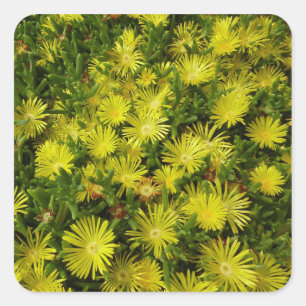 Golden Ice Pflanze Gelbe Blumen Quadratischer Aufkleber