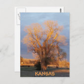 Golden Kansas Cottonwood Tree Postcard Postkarte (Vorne/Hinten)