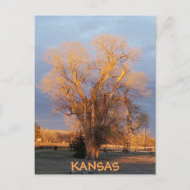 Golden Kansas Cottonwood Tree Postcard Postkarte