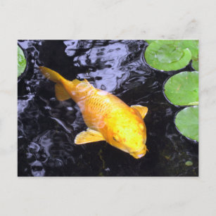 Golden Koi Fish Foto Postkarte