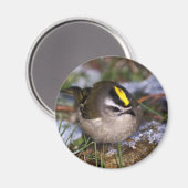 Golden-Kronen-Kinglet-Magnete Magnet (Vorderseite/Rückseite)