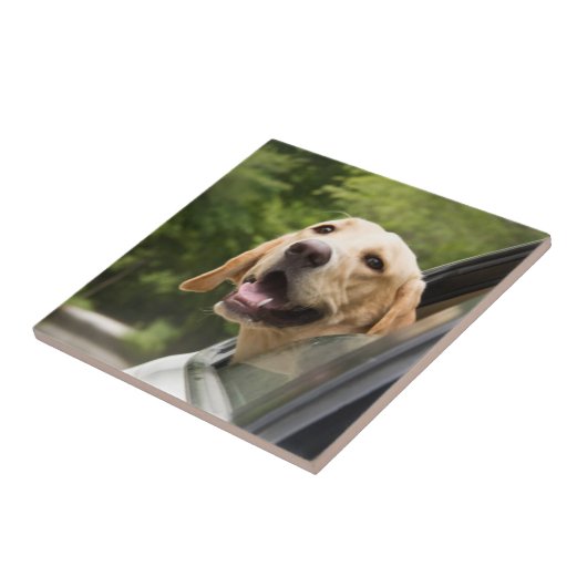 Golden Labrador in Rearview Mirror Fliese (Seite)