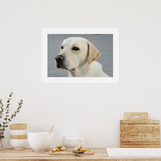 Golden Labrador Poster (Küche)