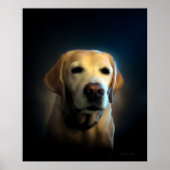 Golden Labrador Poster (Vorne)