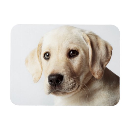 Golden Labrador Puppy Closeup Magnet (Horizontal)
