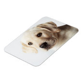 Golden Labrador Puppy Closeup Magnet (Linke Seite)