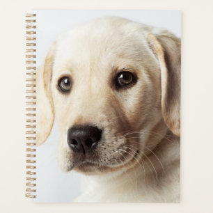 Golden Labrador Puppy Closeup Planer