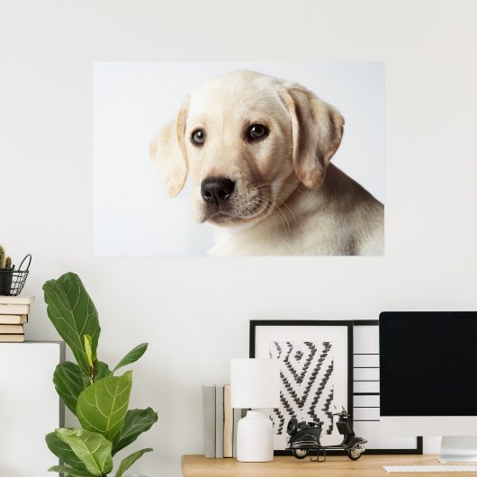 Golden Labrador Puppy Closeup Poster (Heimbüro)