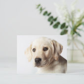 Golden Labrador Puppy Closeup Postkarte (Stehend Vorderseite)