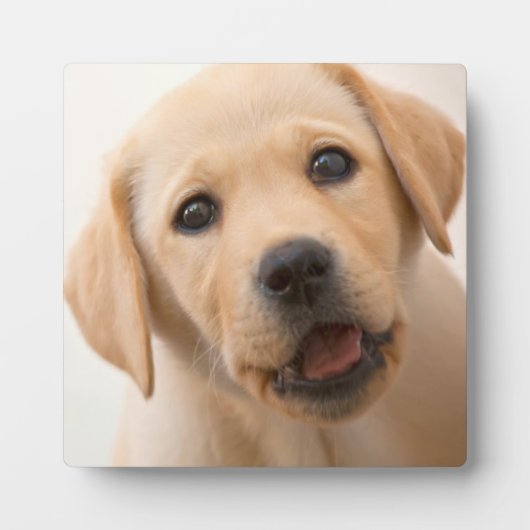Golden Labrador Puppy Fotoplatte (Vorderseite)