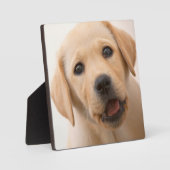 Golden Labrador Puppy Fotoplatte (Vorderseite)