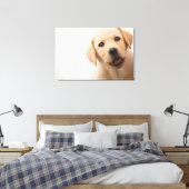 Golden Labrador Puppy Leinwanddruck (Insitu (Schlafzimmer))